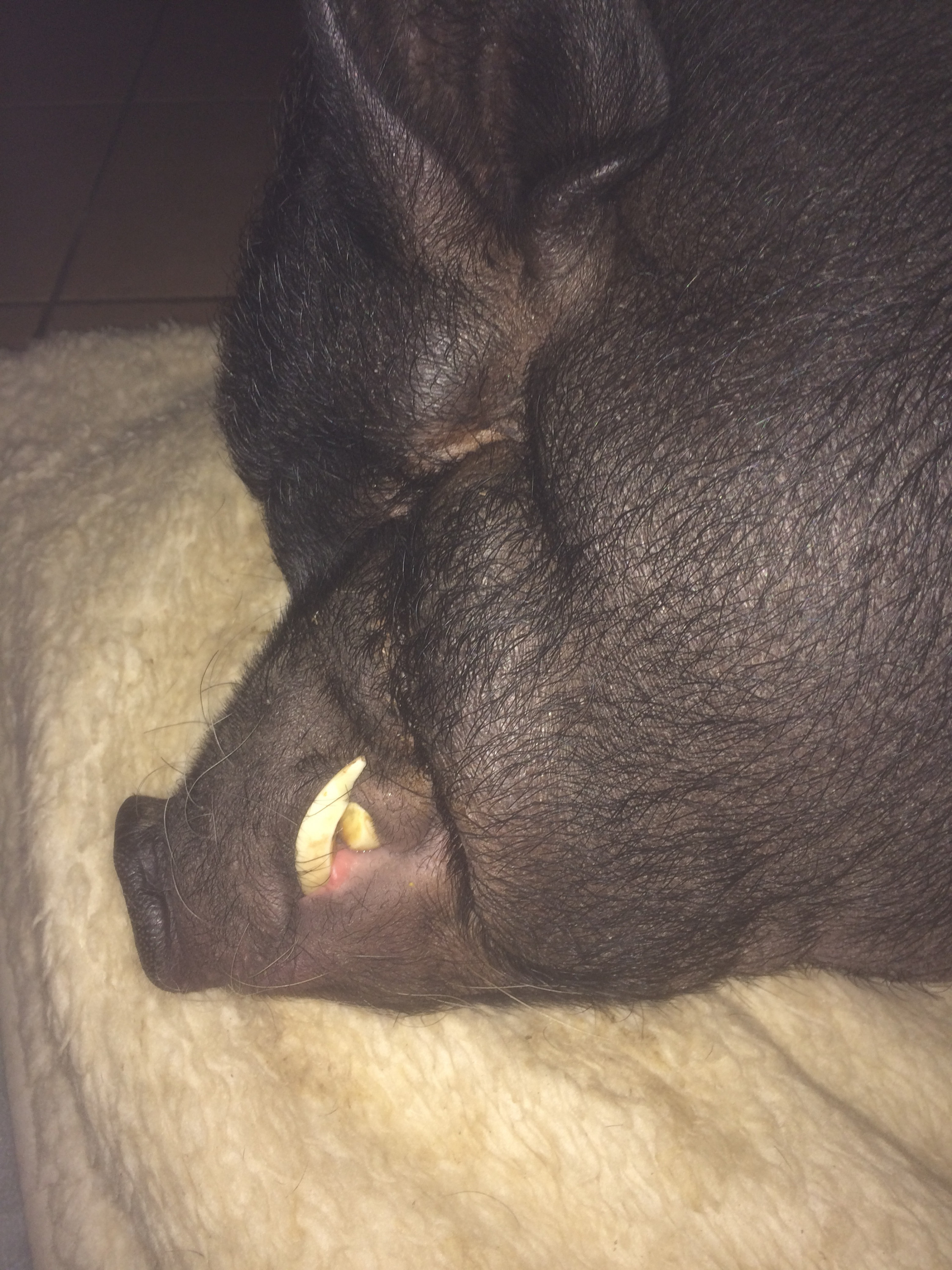 Fred´s "Waffen" wurden natürlich regelmäßig entschärft! (mit einer Schlüsselfeile)