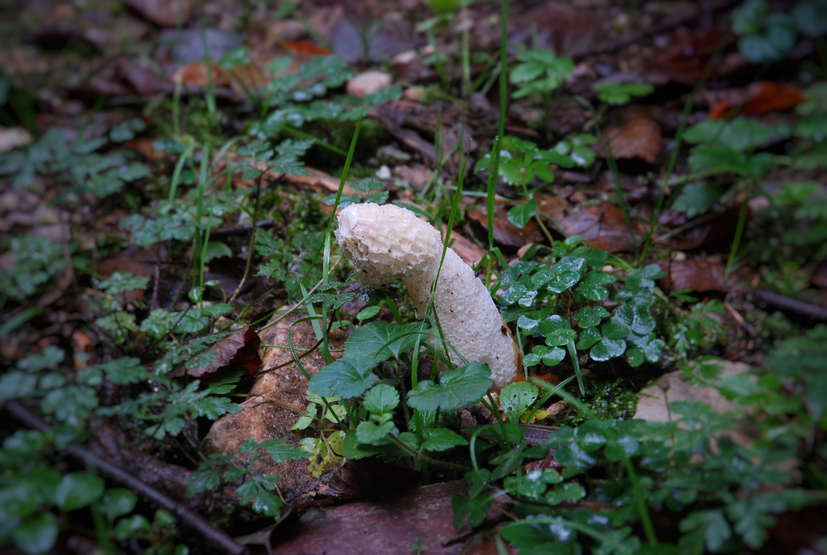 Hängemattenforum Herbsttreffen