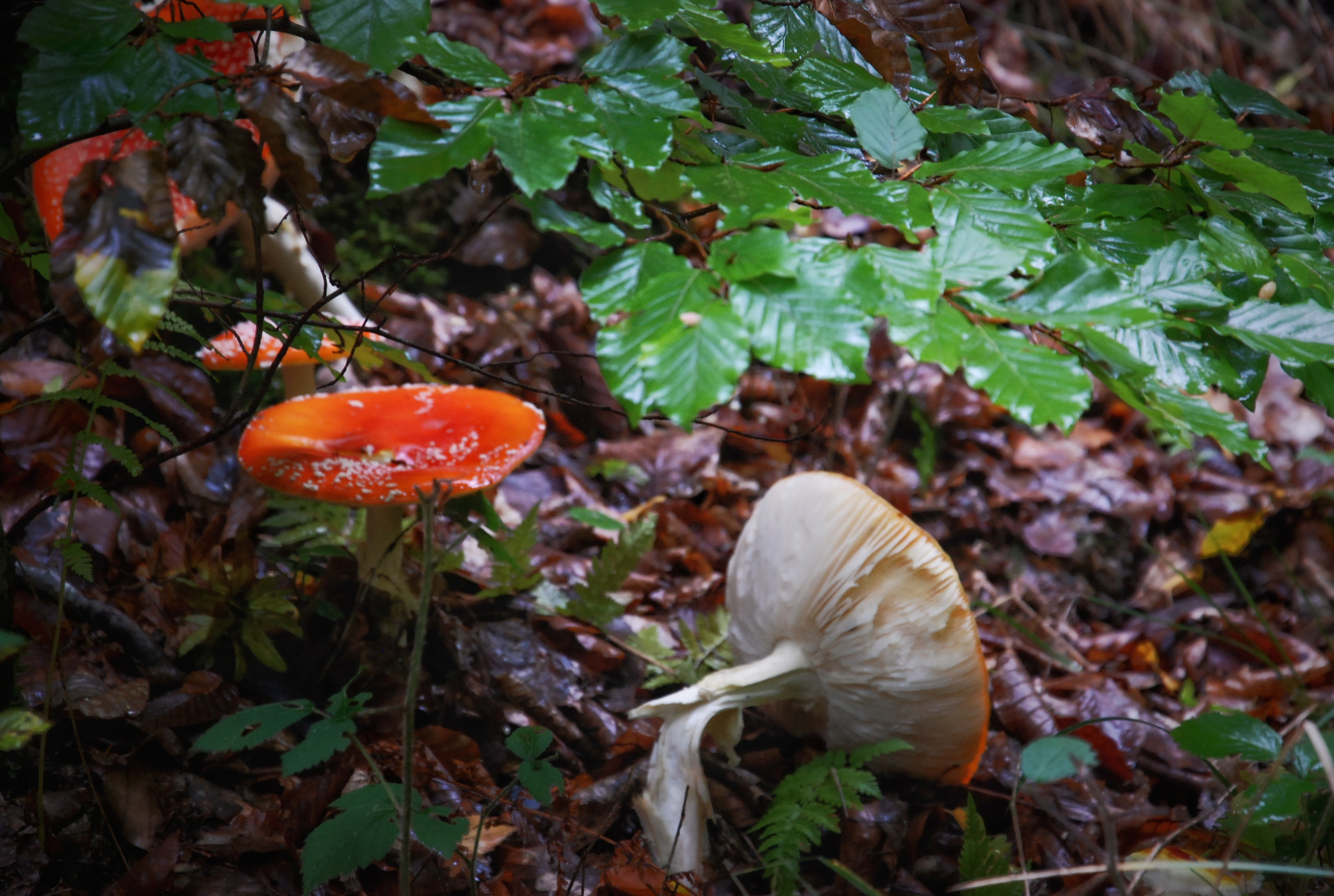 Hängemattenforum Herbsttreffen