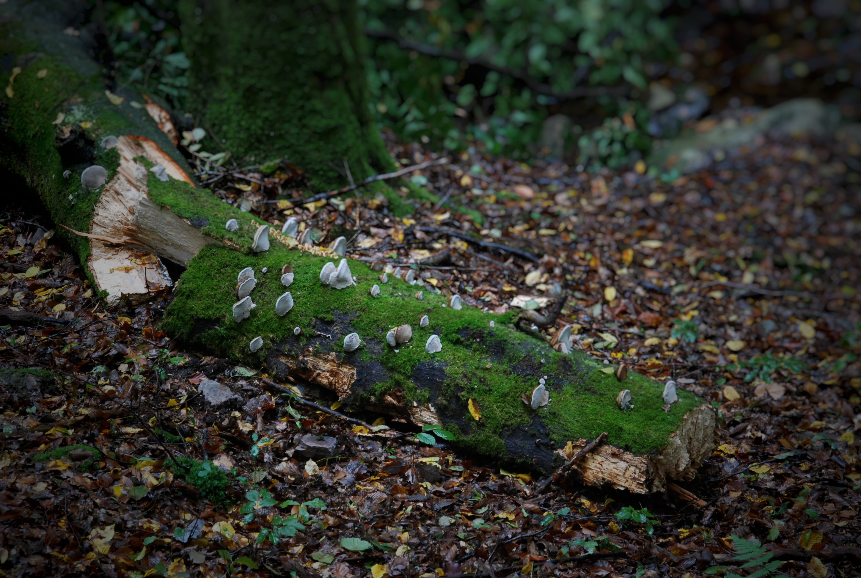 Hängemattenforum Herbsttreffen