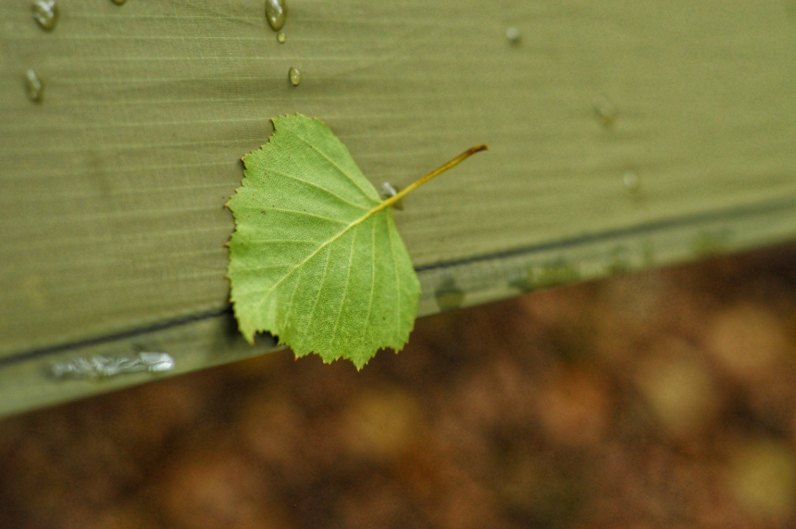 Hängemattenforum Herbsttreffen