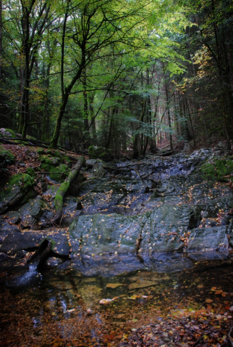 Hängemattenforum Herbsttreffen