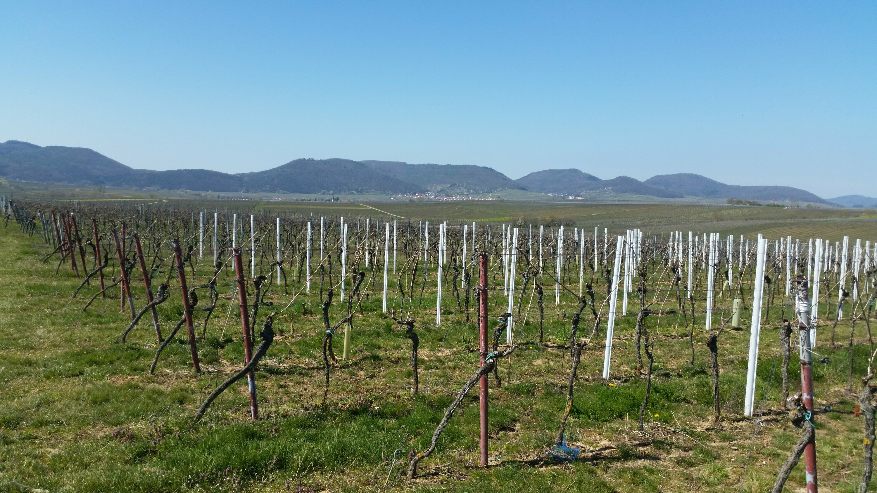 Haardtrand bei der Madenburg