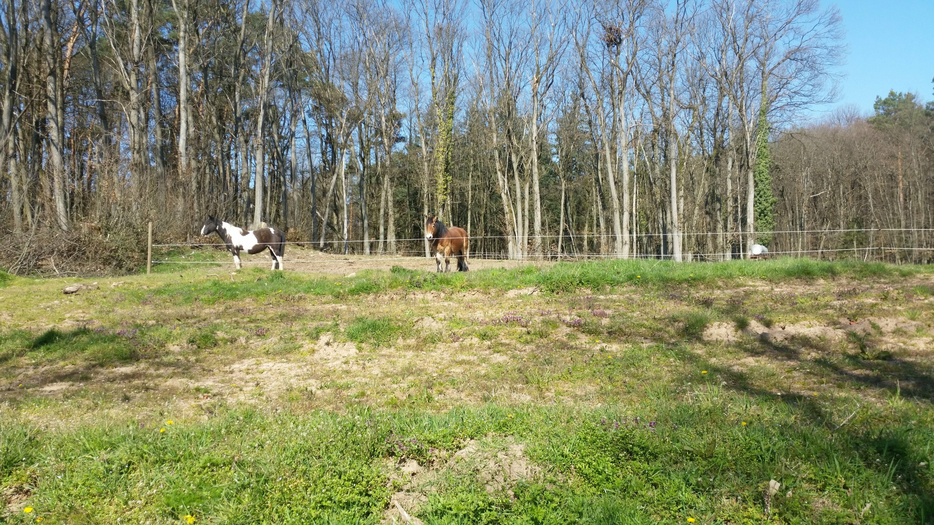 Guck mal - Kühe :-)