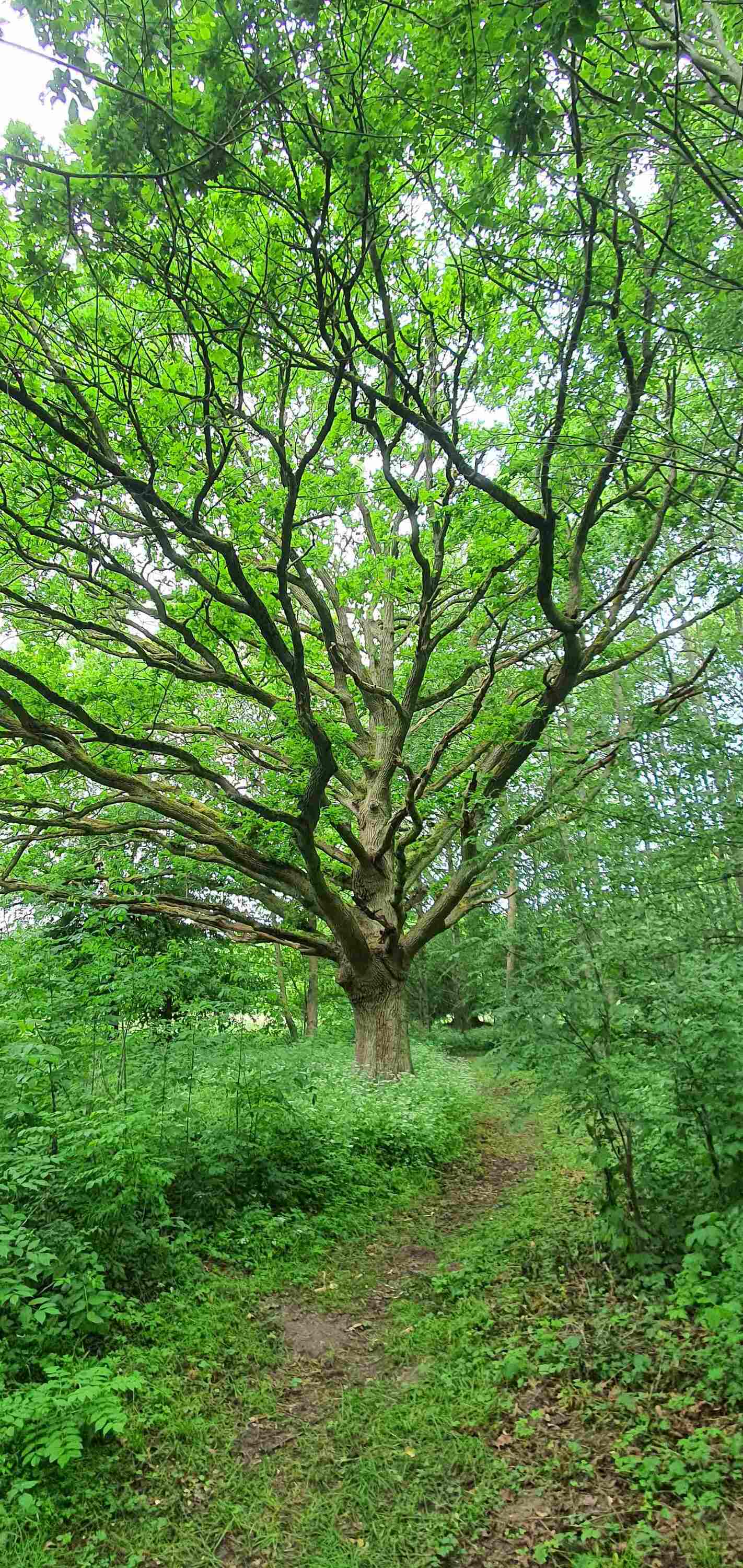 schöne alte Eiche auf der Insel im Gudelacksee