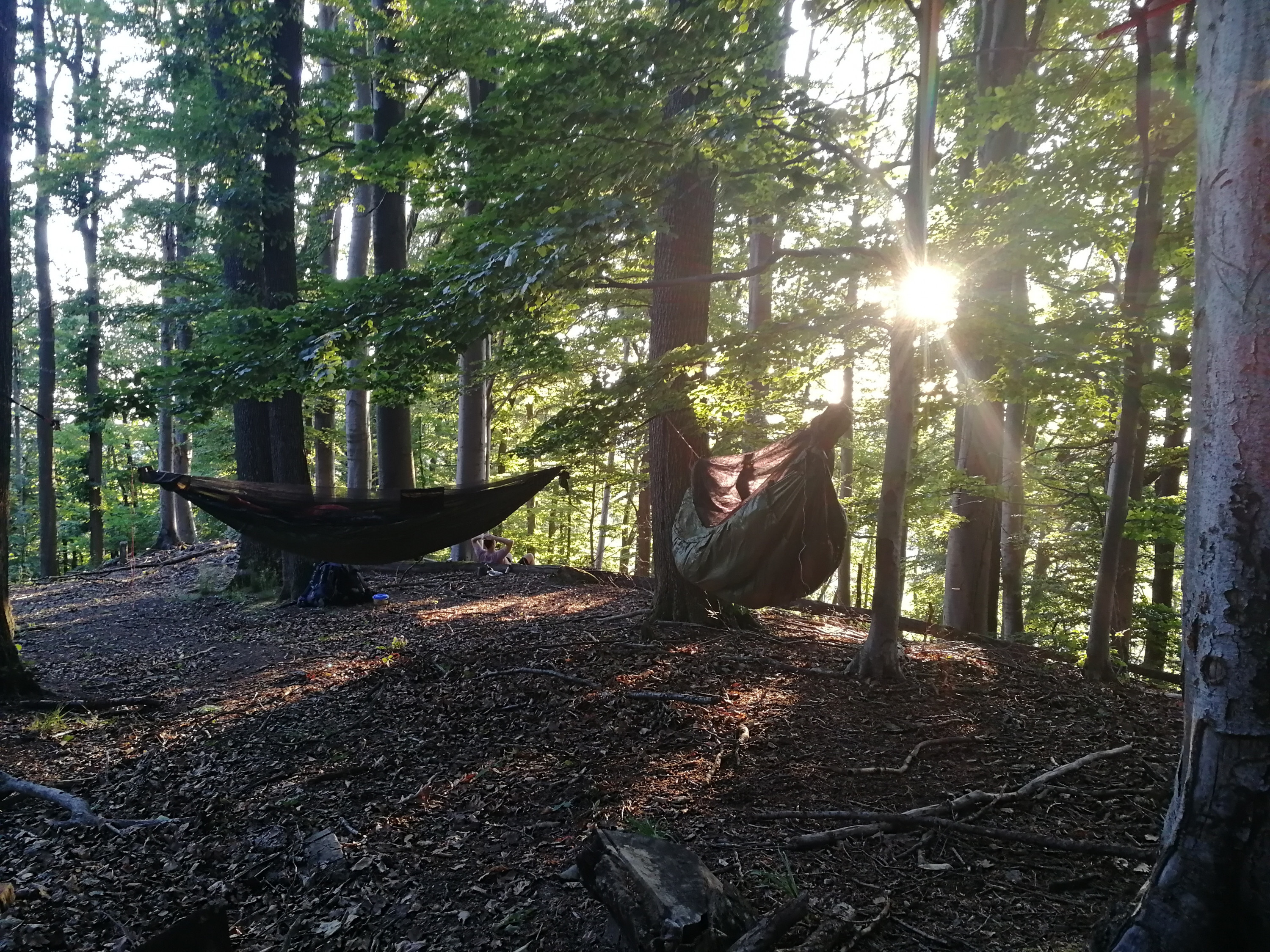 Overnighter im Sommerwald