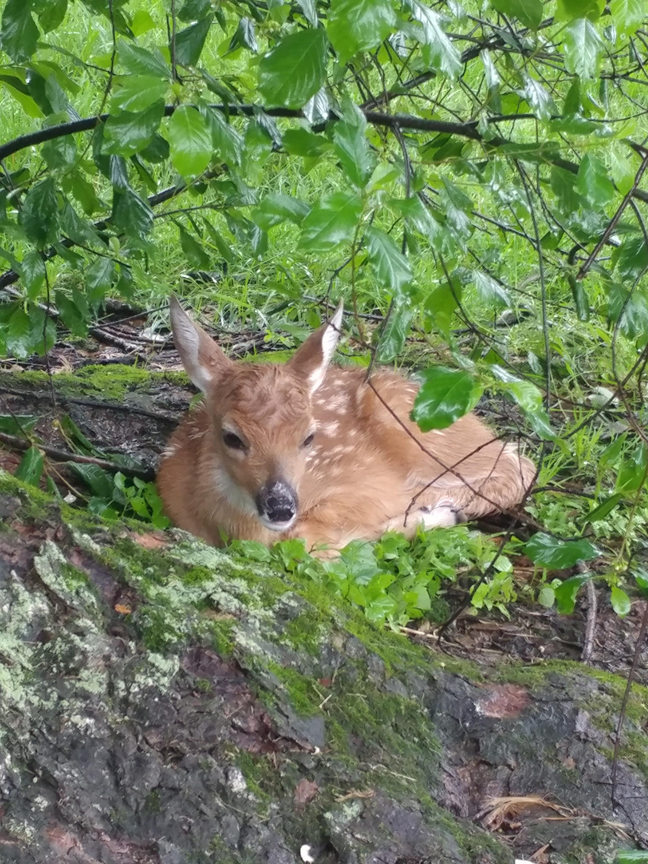 Alleingelassenes Rehkitz am Wegesrand