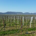 Haardtrand bei der Madenburg