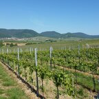 Eschbach (Madenburg und Slevogthof im Hintergrund)