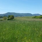 Wiese bei Göcklingen