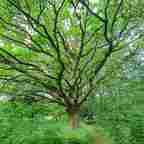 schöne alte Eiche auf der Insel im Gudelacksee