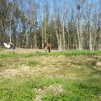 Guck mal - Kühe :-)